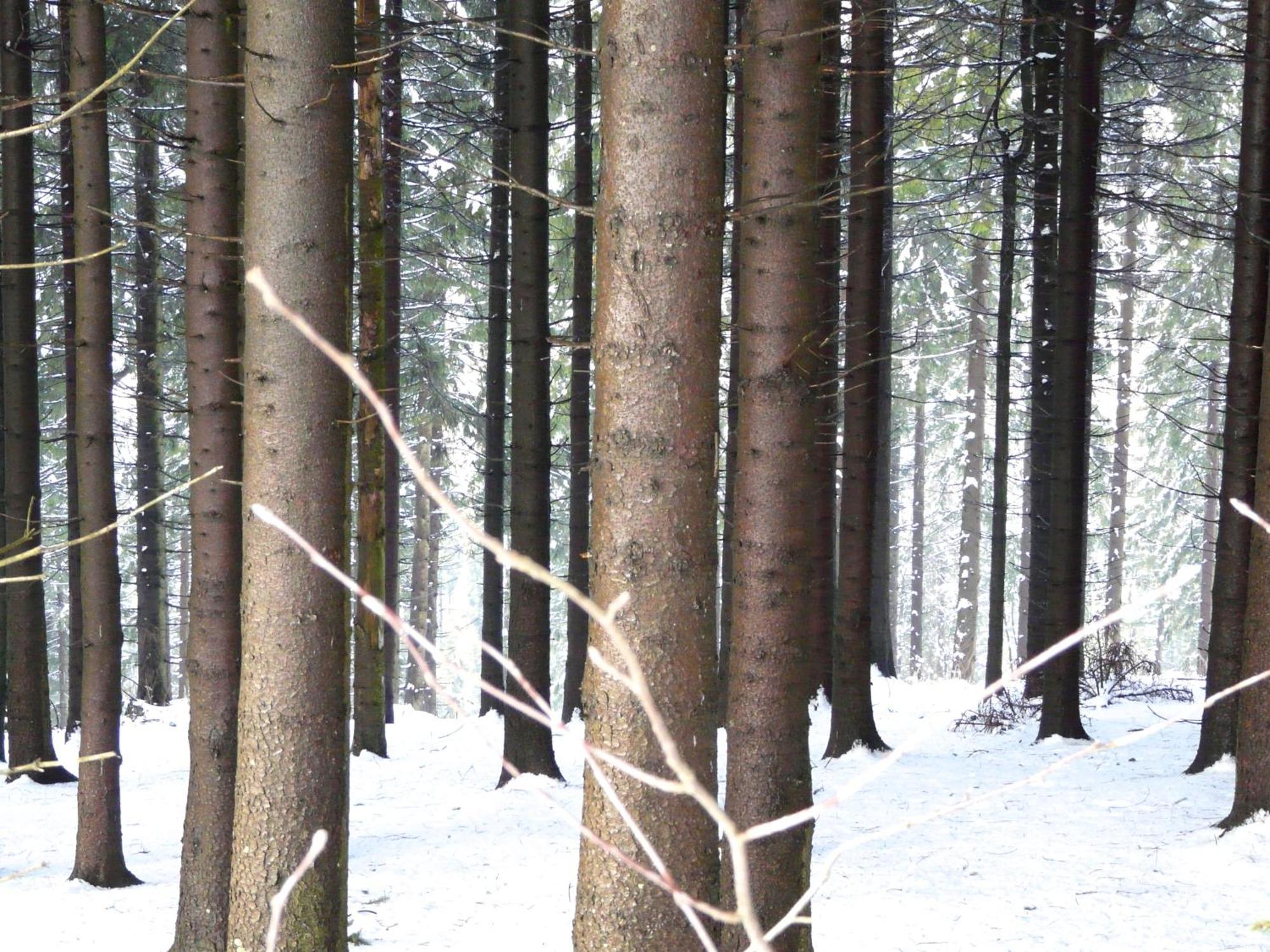 Landfein Big Country House Winterberg Esterno foto
